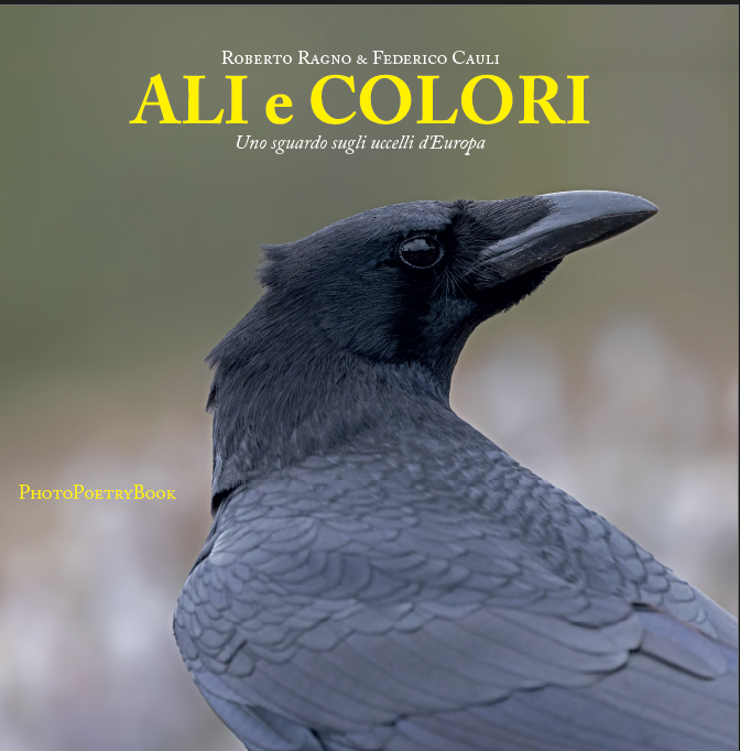 Ali e Colori - uno sguardo sugli uccelli d'Europa